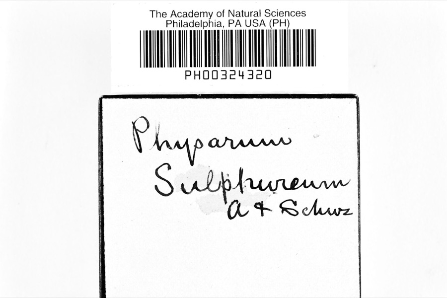Specimen of Physarum sulphureum Alb. & Schwein., 1805