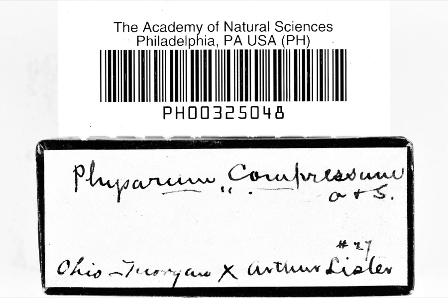 Specimen of Physarum compressum Alb. & Schwein., 1805