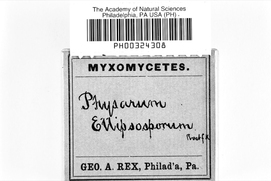 Specimen of Physarum ellipsosporum Rostaf., 1876