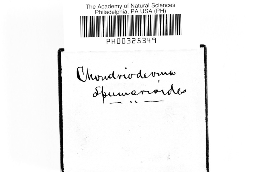 Specimen of Chondrioderma spumarioides (Fr. & Palmquist) Rostaf., 1873