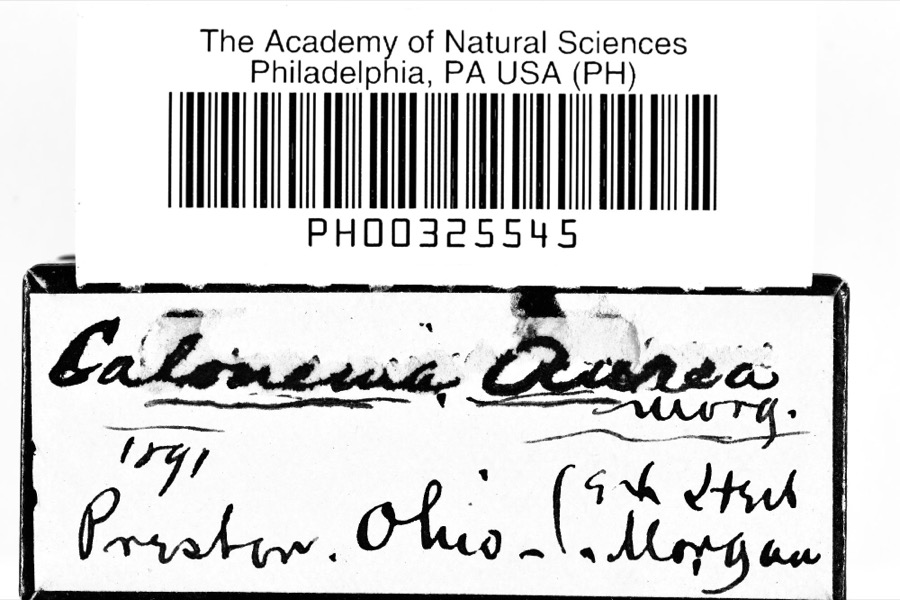 Specimen of Calonema aureum Morgan, 1893