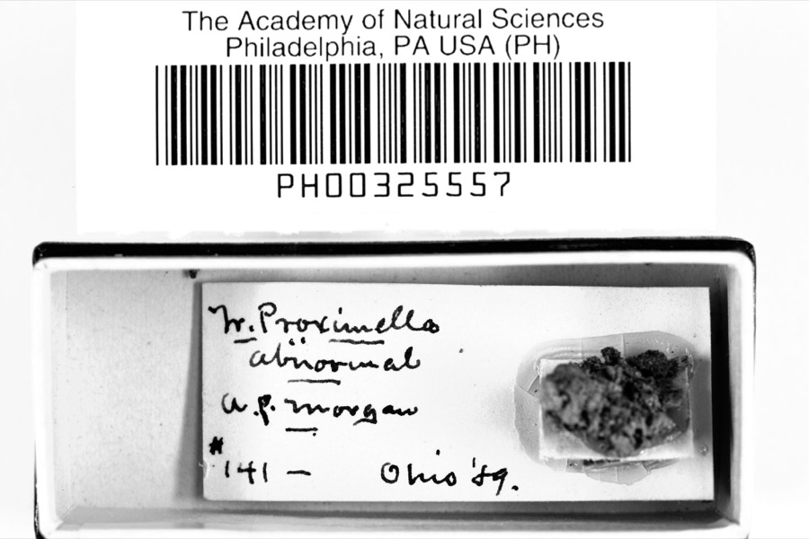 Specimen of Trichia proximella P.Karst., 1879