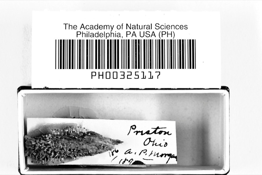 Specimen of Physarum relatum Morgan, 1896