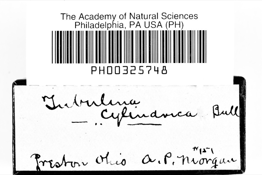 Specimen of Tubifera ferruginosa (Batsch) J.F.Gmel., 1792