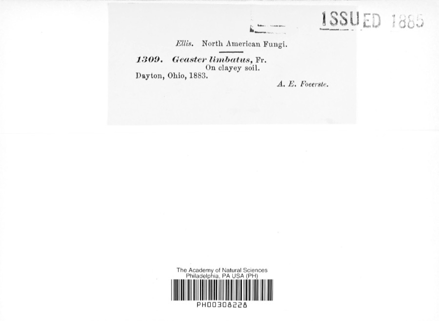 Specimen of Geaster limbatus Fr.