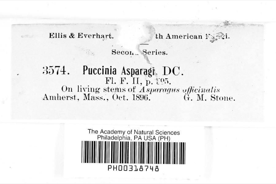 Specimen of Puccinia asparagi DC.