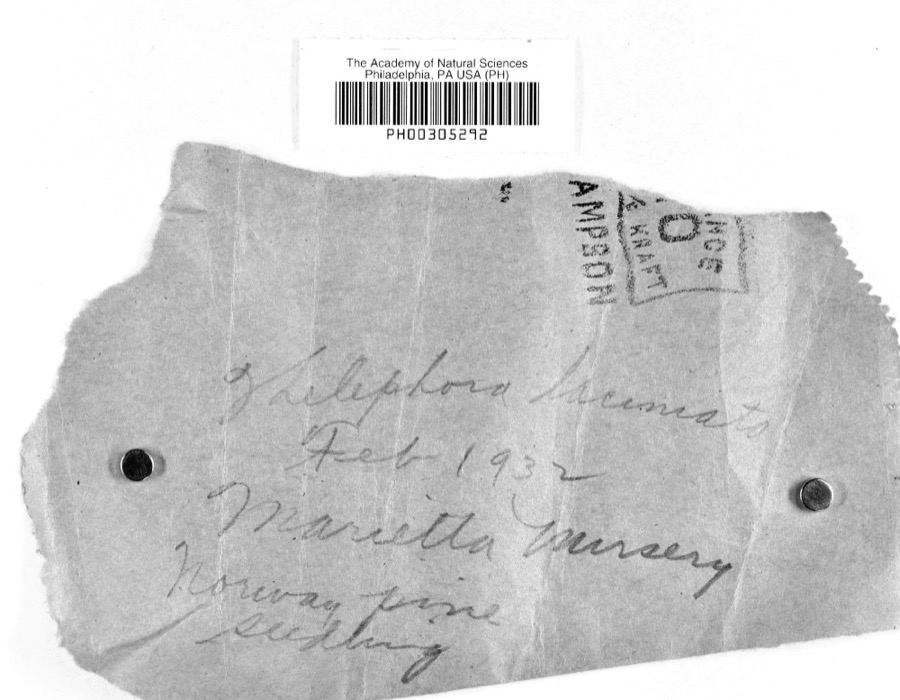 Specimen of Thelephora laciniata (Pers.) Pers.