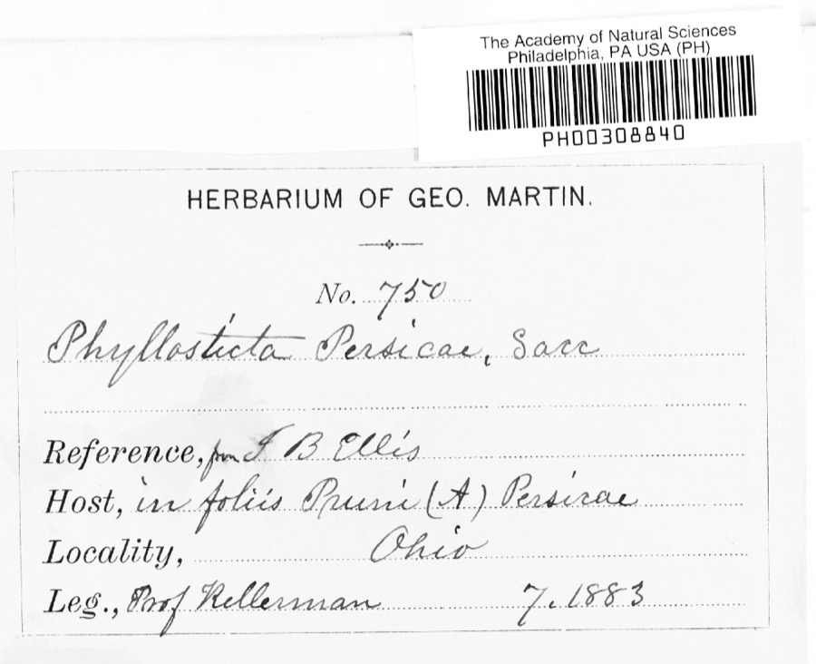Specimen of Phyllosticta persicae Sacc.