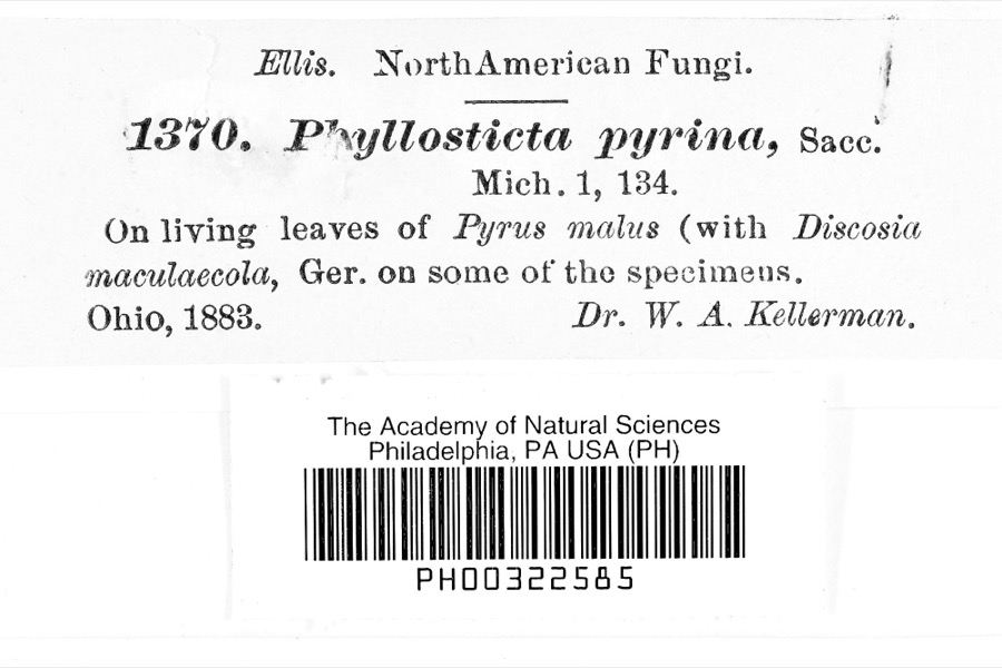Specimen of Phyllosticta pyrina Sacc.