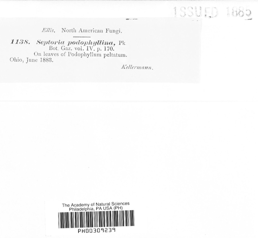 Specimen of Septoria E.M.Fries, 1819