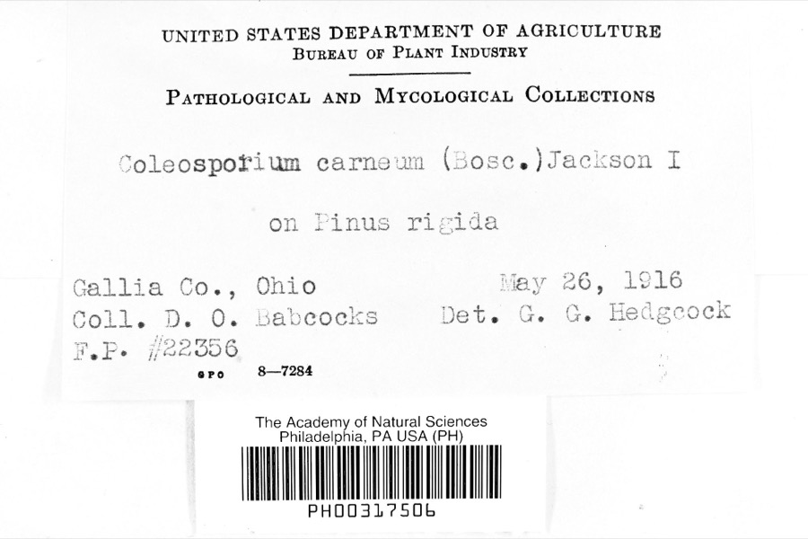 Specimen of Coleosporium carneum (Bosc) H.S.Jacks.