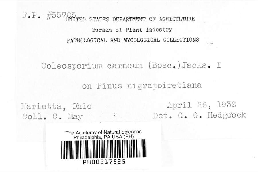 Specimen of Coleosporium carneum (Bosc) H.S.Jacks.