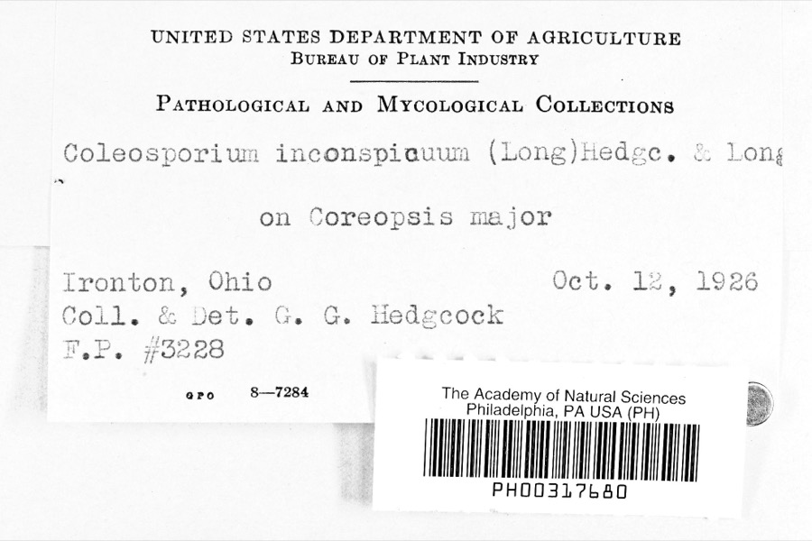 Specimen of Coleosporium inconspicuum (Long) Hedgc.