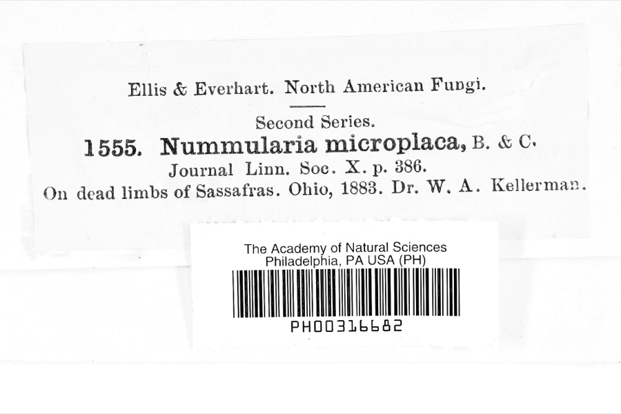 Specimen of Nummularia microplaca (Berk. & M.A.Curtis) Cooke