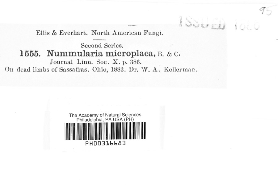 Specimen of Nummularia microplaca (Berk. & M.A.Curtis) Cooke