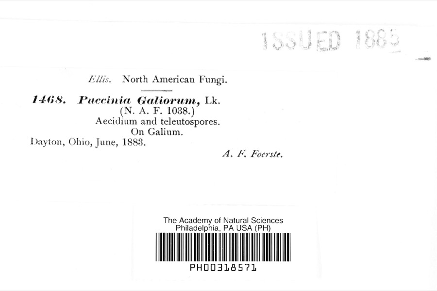 Specimen of Puccinia galiorum Link