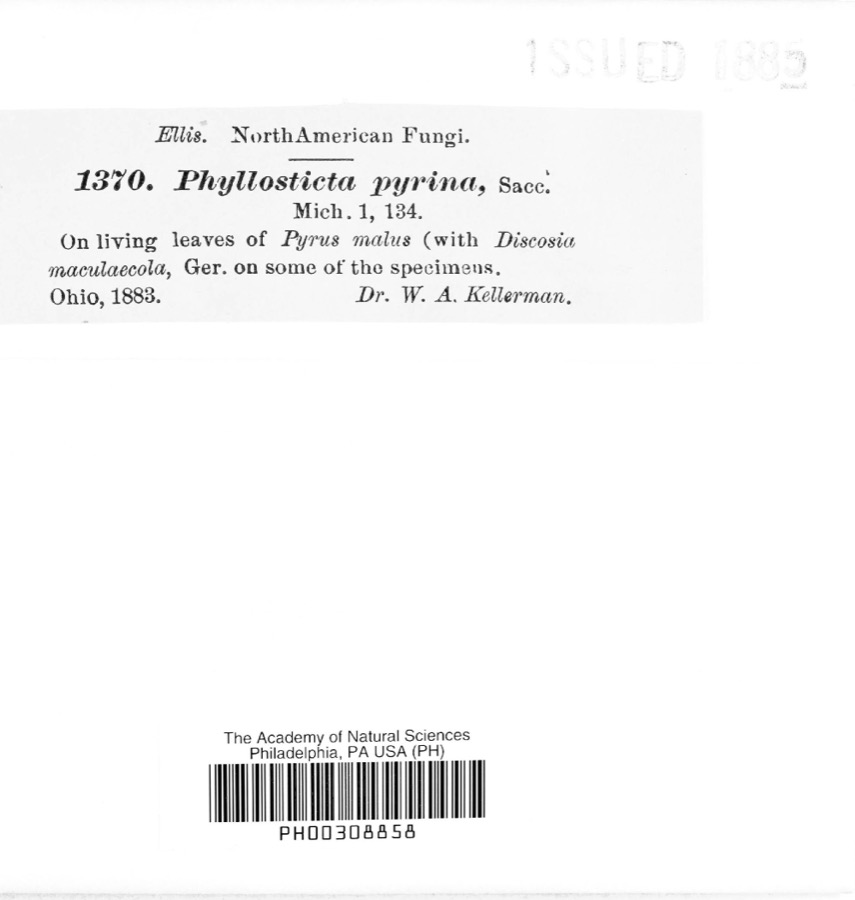 Specimen of Phyllosticta pyrina Sacc.