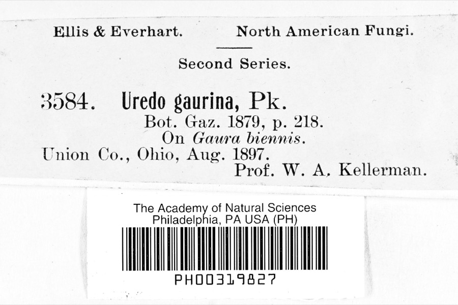 Specimen of Uredo
