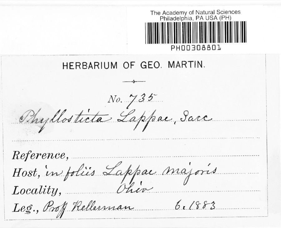 Specimen of Phyllosticta lappae Sacc.