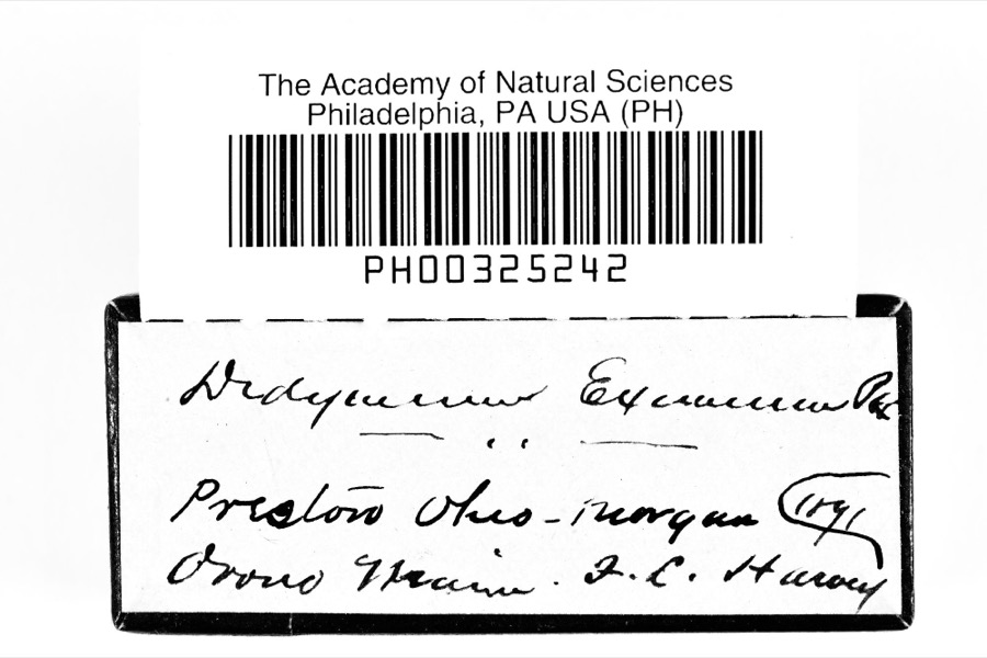 Specimen of Didymium eximium Peck, 1878