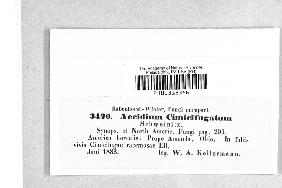 Specimen of Caeoma cimicifugatum Schwein.