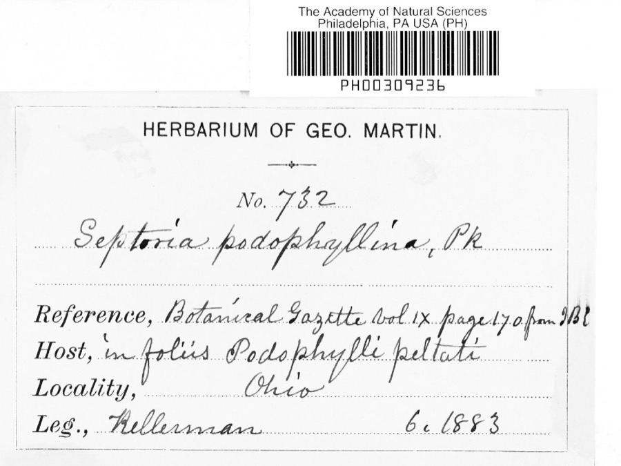 Specimen of Septoria E.M.Fries, 1819