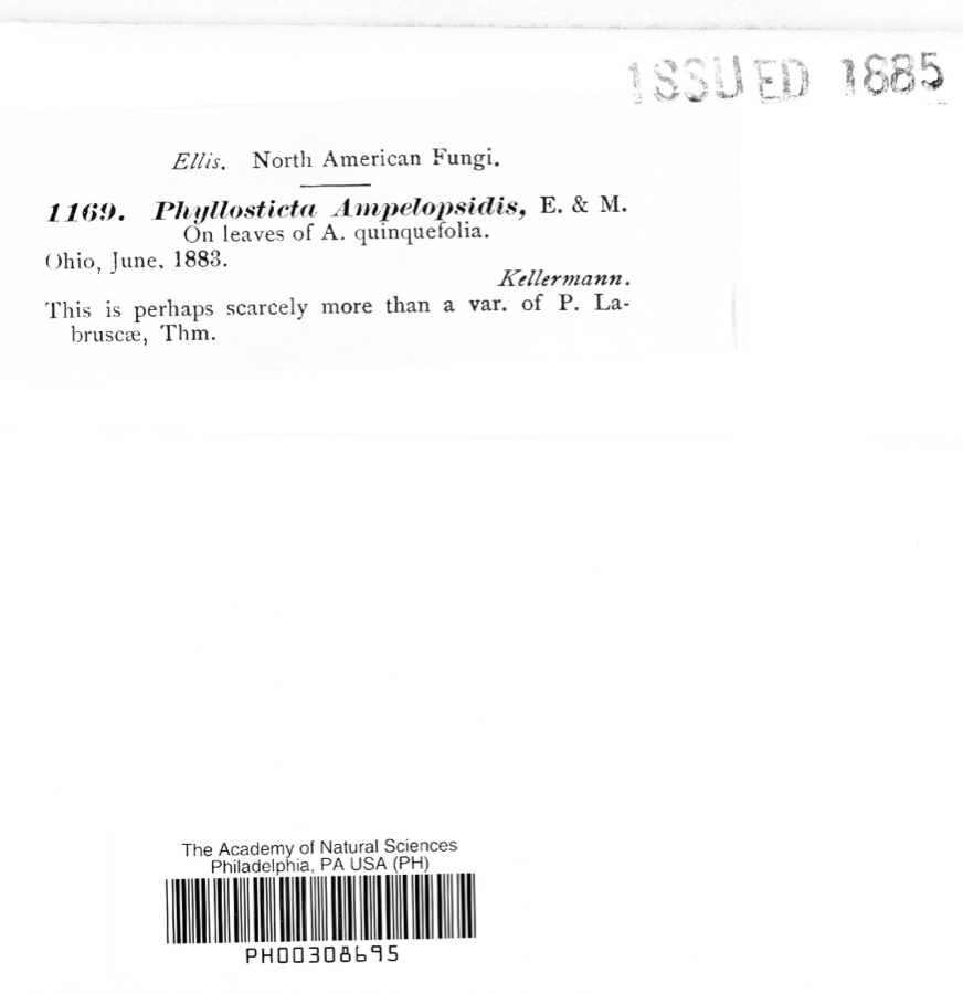 Specimen of Phyllosticta ampelopsidis Speschnew