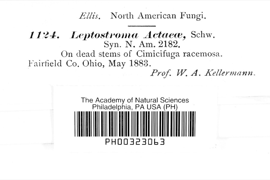 Specimen of Leptostromataceae