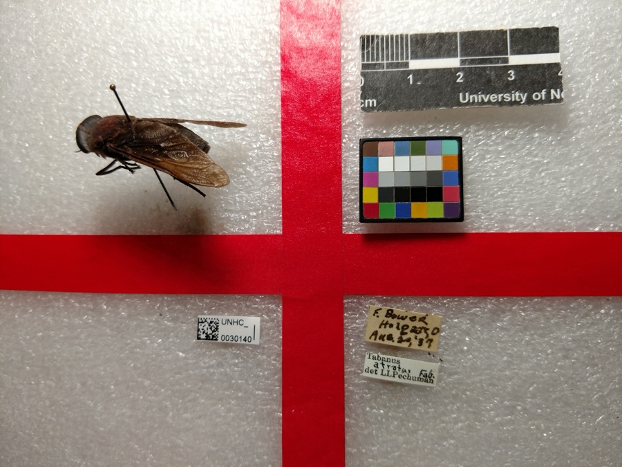 Specimen of Tabanus atratus Fabricius, 1775