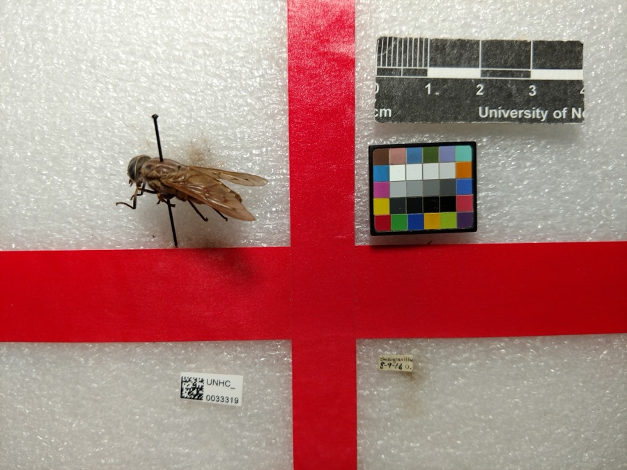 Specimen of Tabanus sulcifrons Osten Sacken, 1878