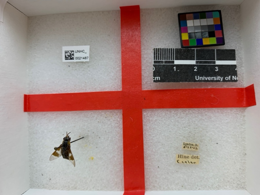 Specimen of Chrysops cincticornis Walker, 1848