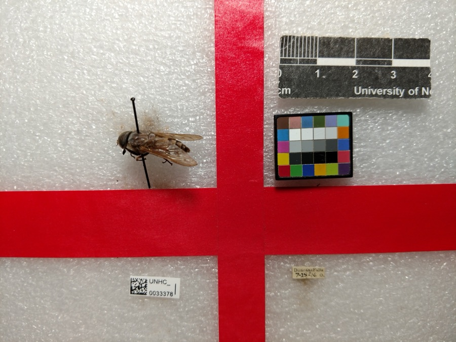 Specimen of Tabanus sulcifrons Osten Sacken, 1878