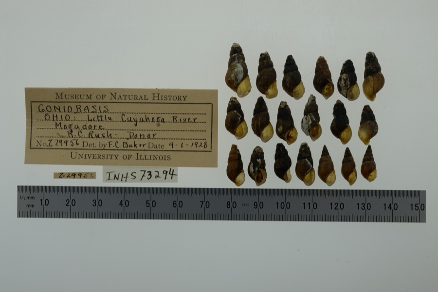 Specimen of Elimia H.Adams & A.Adams, 1854