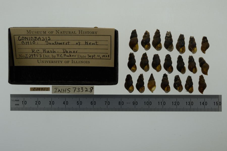 Specimen of Elimia H.Adams & A.Adams, 1854