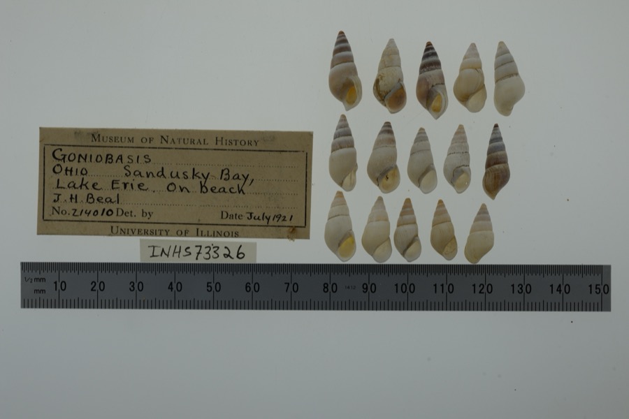 Specimen of Elimia H.Adams & A.Adams, 1854
