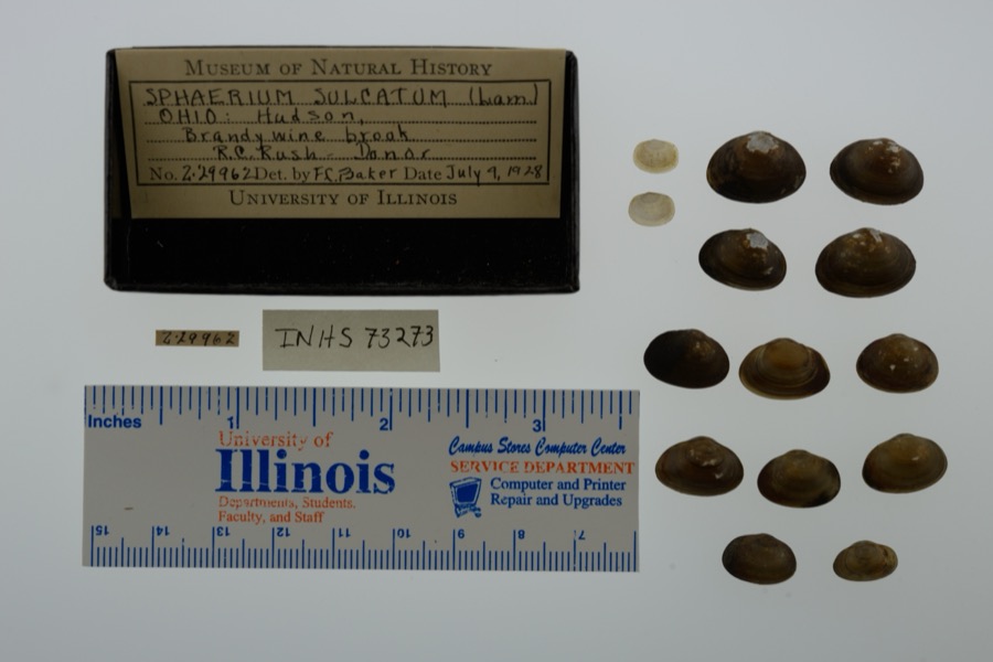 Specimen of Sphaerium simile (Say, 1817)