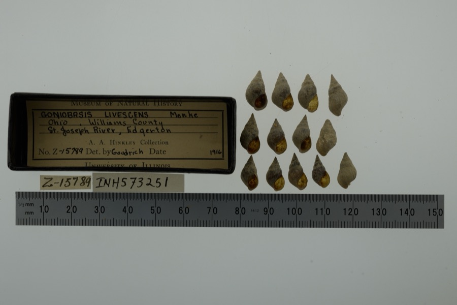 Specimen of Elimia livescens (Menke, 1830)