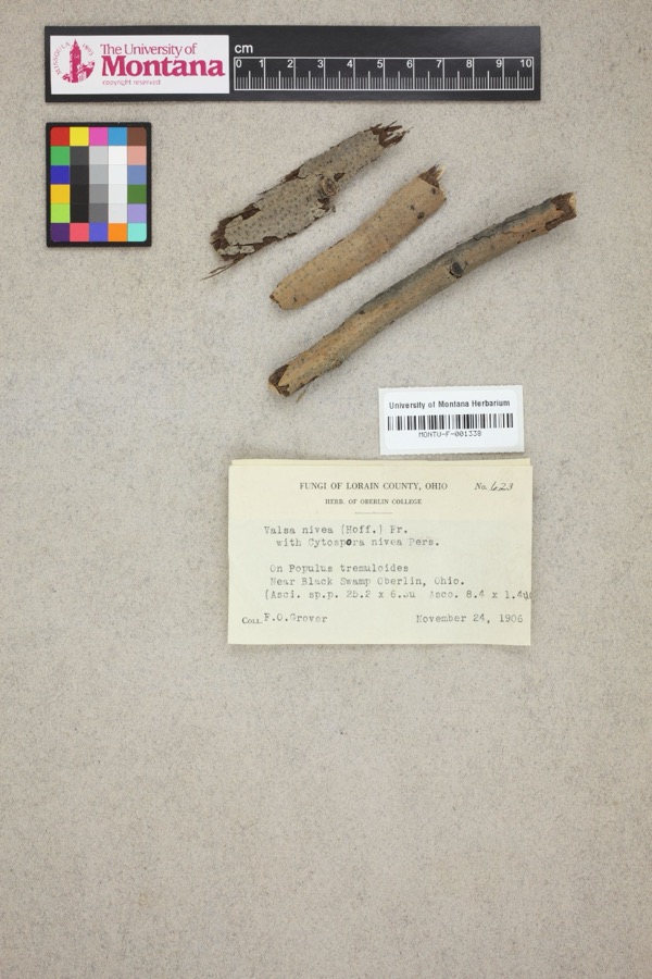 Specimen of Valsa nivea (Hoffm.) Fr.