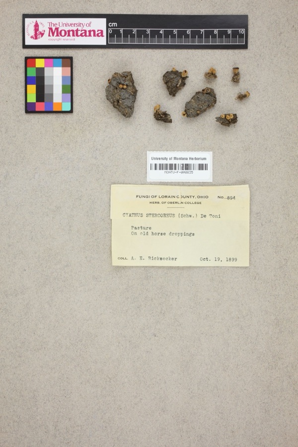 Specimen of Cyathus stercoreus (Schwein.) De Toni