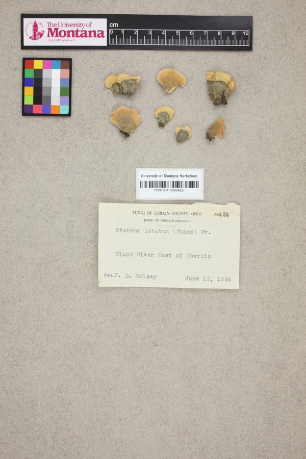 Specimen of Stereum lobatum (Kunze ex Fr.) Fr.