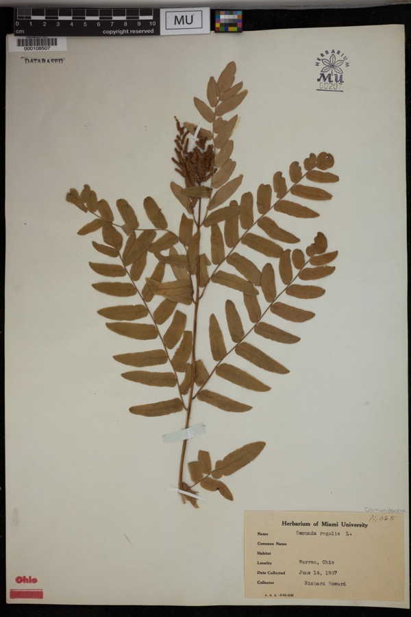Specimen of Osmunda regalis L.