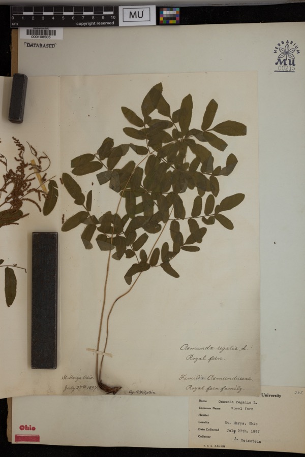 Specimen of Osmunda regalis L.