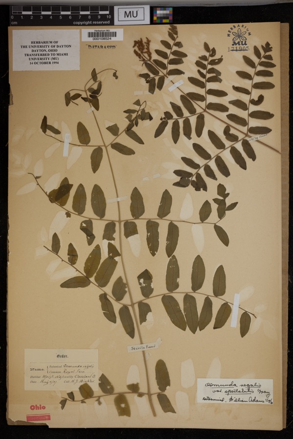 Specimen of Osmunda regalis var. spectabilis (Willd.) A.Gray