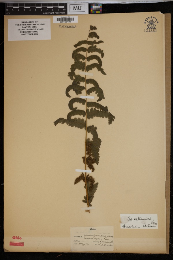 Specimen of Osmunda claytoniana L.