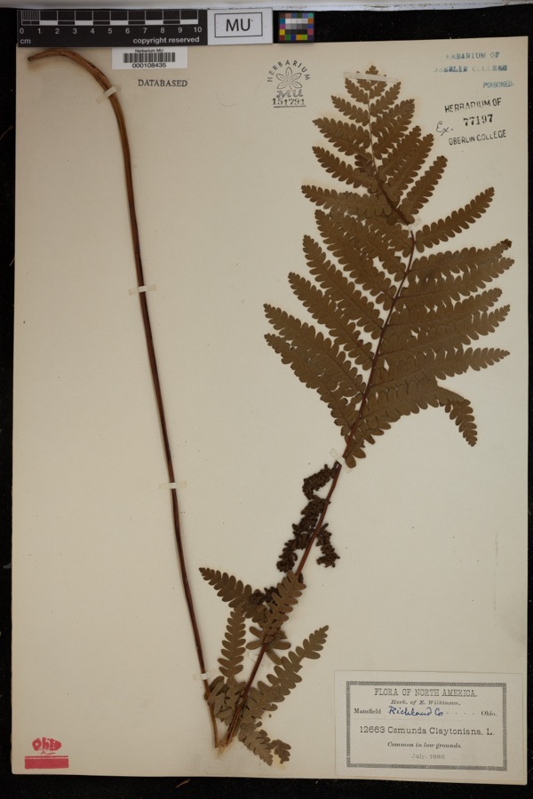 Specimen of Osmunda claytoniana L.