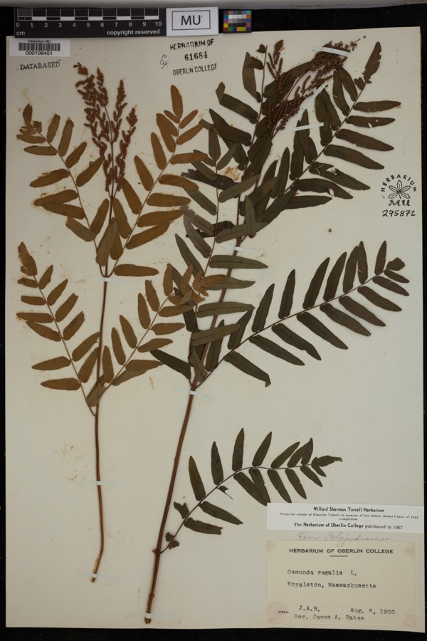 Specimen of Osmunda regalis L.
