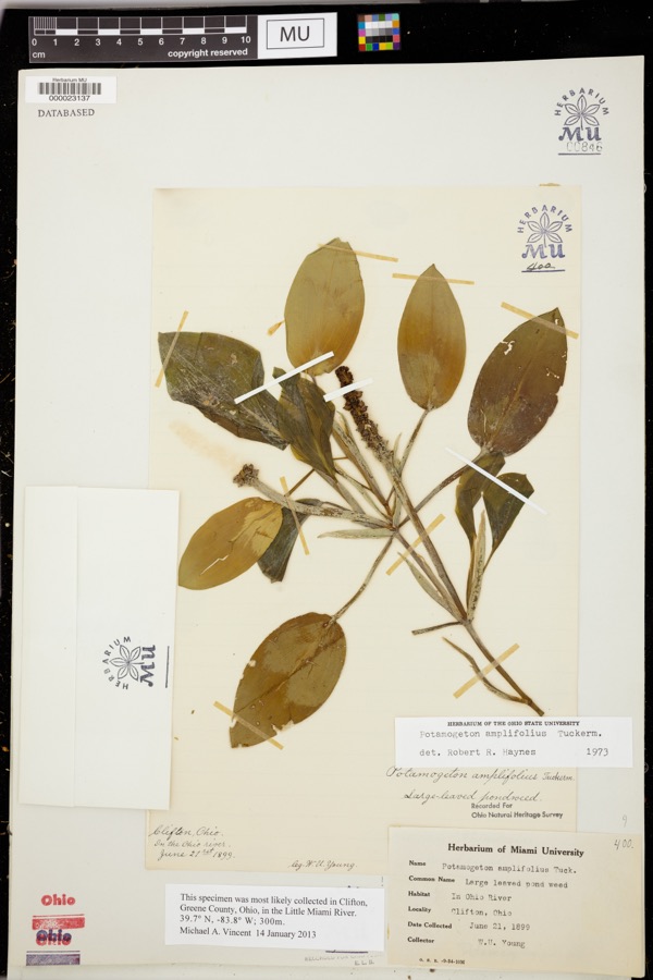 Specimen of Potamogeton amplifolius Tuck.
