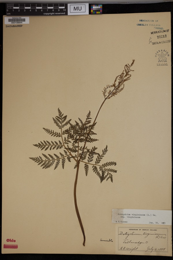 Specimen of Botrychium virginianum subsp. virginianum