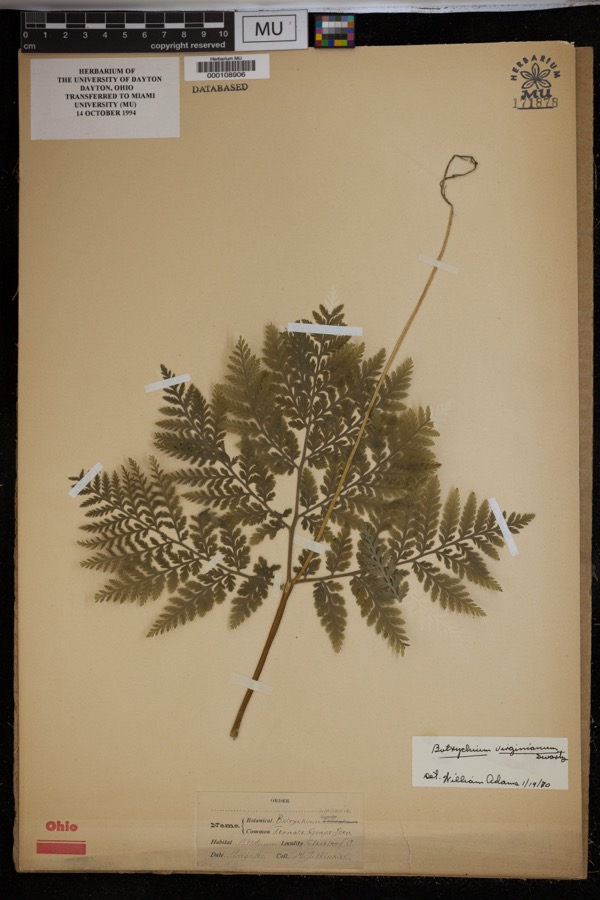 Specimen of Botrychium virginianum (L.) Sw.
