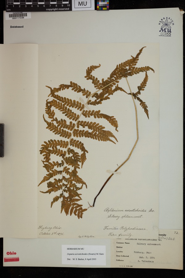 Specimen of Deparia acrostichoides (Sw.) M.Kato
